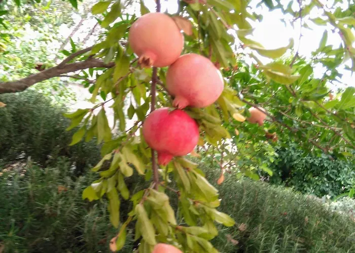 Frana-ugodan U Blizini Stare Jezgre Grada トロギール