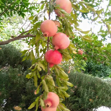 Frana-ugodan U Blizini Stare Jezgre Grada トロギール